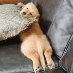 Margot - @margot_goldenretriever__ - Instagram