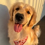 MARGOT - @margottgolden - Instagram