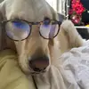 Margot the Dog - @margotgolden - TikTok