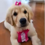 MargôtGoldinha - @margotgoldinhas - Instagram