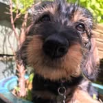 Olive Margot Gold - @olivethewirehaireddachshund - Instagram
