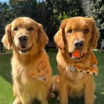 Shadow + Margot | The Golden Girls - @shadow.margot.thegoldengirls - Instagram