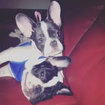 Margot & Major P.O.E.💩 - @margot_and_majorp.o.e - Instagram