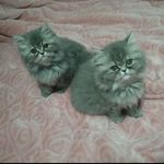 Margot & Morgana - @margot.morgana.persa - Instagram