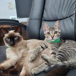 Margot y Morgan🐱 - @laslocurasdemargot - Instagram