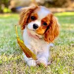 Margot Krugler-Nelson🐶 - @margot_ckc - Instagram