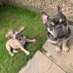 Nelson & Margot 💙💗 - @nelsonandmargot - Instagram