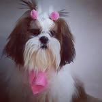 Margot - a musa shih-tzu - @margotprincesa - Instagram