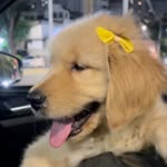 Margot, a princesa Golden🌼 - @margot_princesa - Instagram