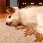 Margot Tenenbaum Rowe - @margotthemarvellousmutt - Instagram
