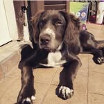 Margot🐶🐾👑 - @margot_springer_spaniel_ - Instagram