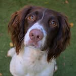 Margot - @margot_springerspaniel - Instagram