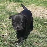 Margot Doggie Volkmer Walker - @margot__doggie - Instagram