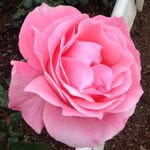 Margaret Arnold - @margaretarnold3698 - Instagram