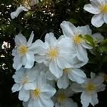 Margaret Barrett - @margaretbarrett5798 - Instagram