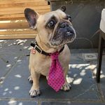 Margaret Barry - @on_the_collar - Instagram
