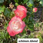 margret becker - @margretbecker85 - Instagram