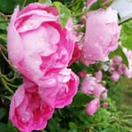 Margret Schmidt - Facebook