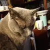 Margaret Shaffer - @margaret.shaffer20 - TikTok