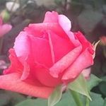 Margaret Sharp - @m_m_sharp - Instagram