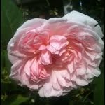 Marguerite Devine - @devineinspiration - Instagram
