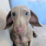 Marguerite la petit sausicce - @little.maggs - Instagram