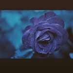 @marguerite_petites_jolie_fleur - Instagram