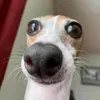 margueritesamuelwh9 - @user63593084756 - TikTok