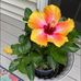Marguerite Cavender Stephens - Facebook