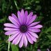 Marguerite Wallace - Facebook