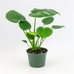 Margy Green Plant Shop - Facebook