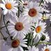 Margy Ross - Facebook