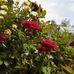 Marie Barnard - Facebook