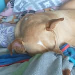 Mari Kidd - @pugz4life05 - Instagram