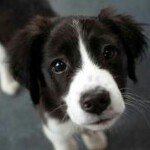 Mari Lincoln - @happydog21 - Instagram