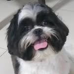 Mari Ritter Meneses - @pet.sushi - Instagram
