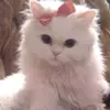 Mari Schmidt - @marii_schmidt - TikTok
