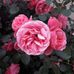 Maria Schuster - Facebook