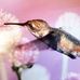 Mary Shaffer - Facebook