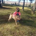 sharpeito - @mari_sharpei_30 - Instagram
