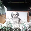 Marie Sweeney - @marie.sweeney6 - TikTok