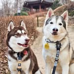 허스키 마리&테리 - @husky_mari_terry - Instagram