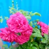 Maria Akhter - @maria.akhter225 - TikTok