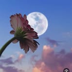 Mariam Allaham - Facebook