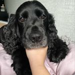 Tia Maria Alston 🐾 - @tiathesprockerspaniel - Instagram