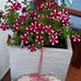 Maria Altmann - Facebook