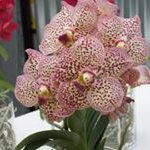 Maria Arndt - @marndt4750 - Instagram