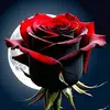 🌹🌹Maria Atif🌹🌹🌹 - @maria.atif04 - TikTok