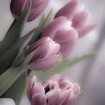 Maria Augello - Facebook