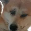 mariaaucello259 - @mariaaucello259 - TikTok